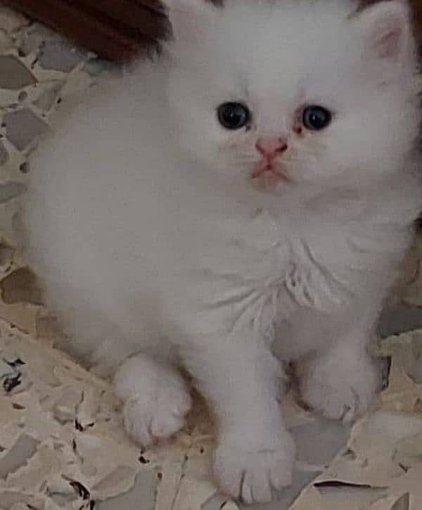 Persian triple coated kittens 3