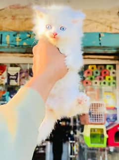 Cat/ Persian/ kittens/ Punch face/ triple coated`/ Blue Eyes/ Baby/