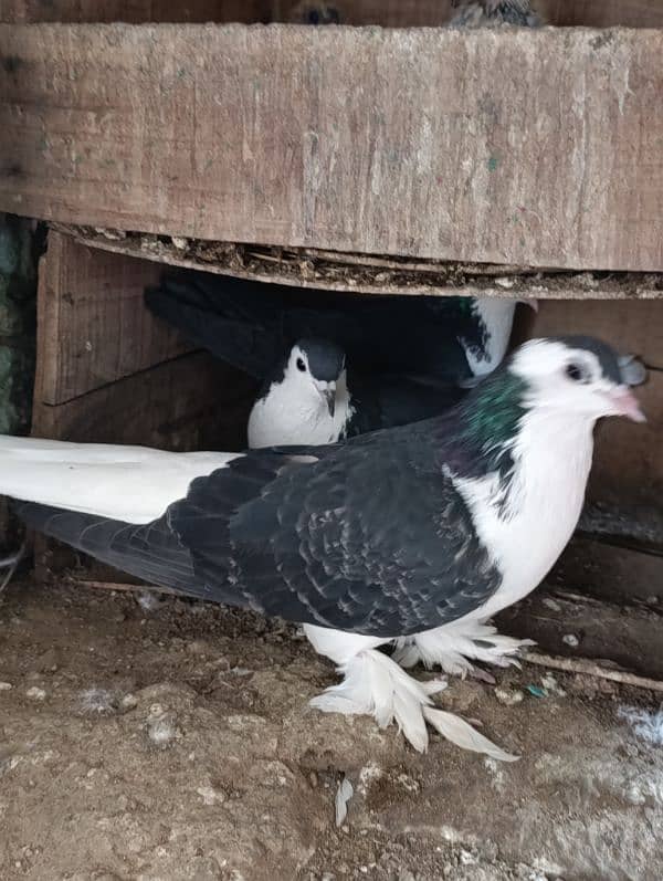 sherazi pigeon 4