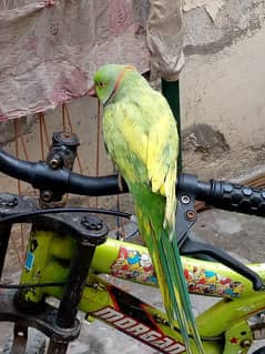 bolne wala parrot call WhatsApp 03238519739