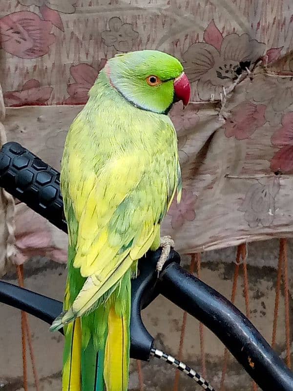 bolne wala parrot call WhatsApp 03238519739 1