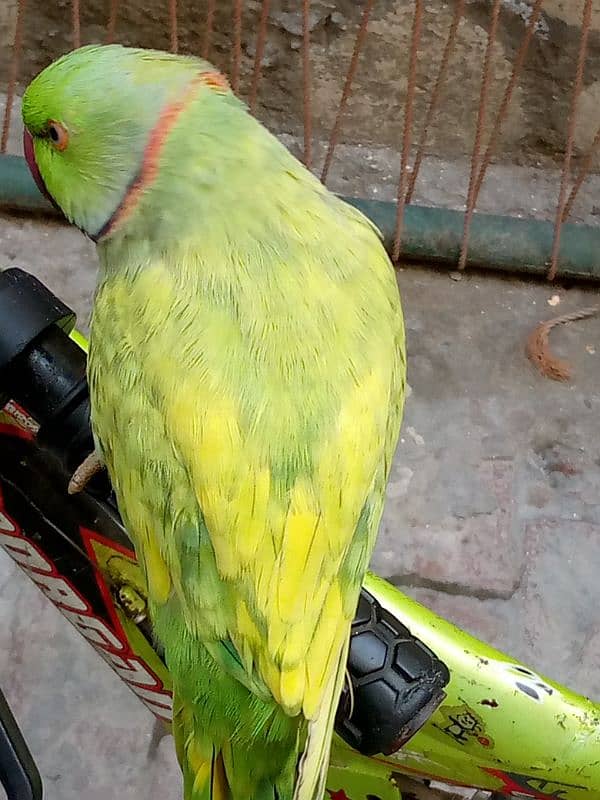 bolne wala parrot call WhatsApp 03238519739 2