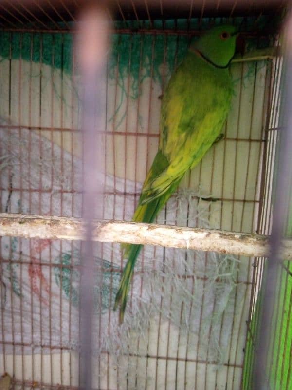 bolne wala parrot call WhatsApp 03238519739 3