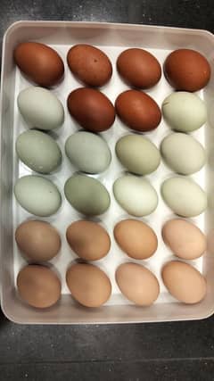 Maran eggs | copper Maran | ameourcana | eggs