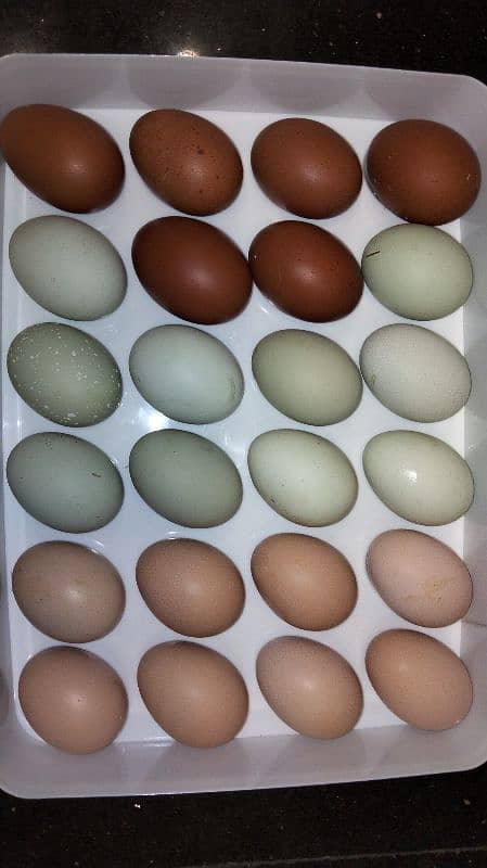 Maran eggs | copper Maran | ameourcana | eggs 1