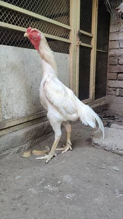 white oshamo male