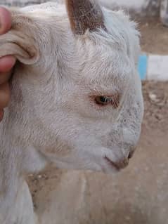 Bakri For Sale