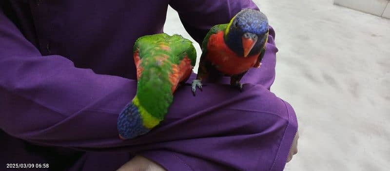 Rainbow lorries Pair 11