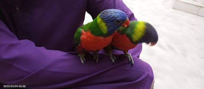 Rainbow lorries Pair 12