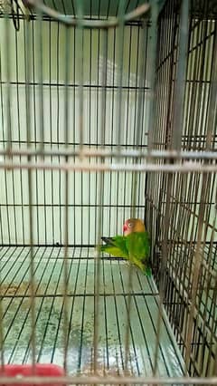 lovebirds breeder pair