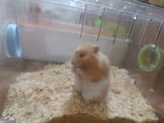 Hamsters with Cage