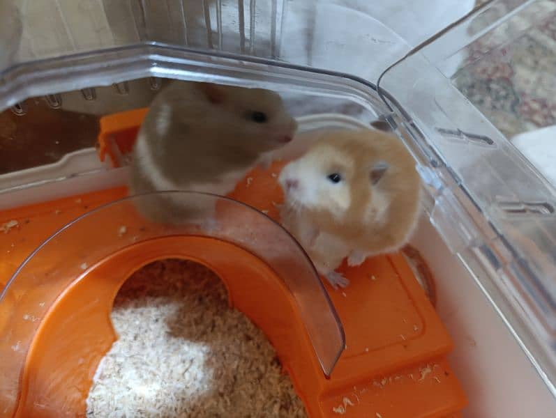 Hamster Pair with Cages Set 2