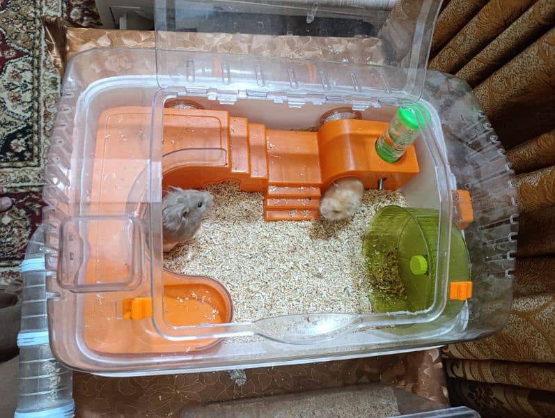 Hamster Pair with Cages Set 3