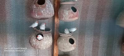 finches for sale