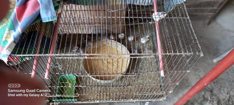 finches for sale 2