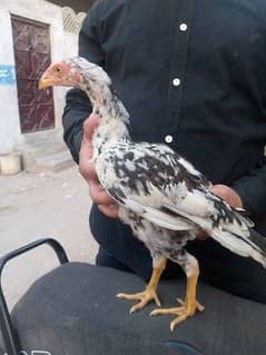 aseel Heera And mushka cross chicks for sale