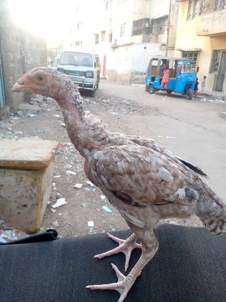 aseel Heera And mushka cross chicks for sale 8