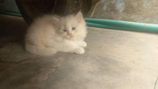 female kitten  for sale