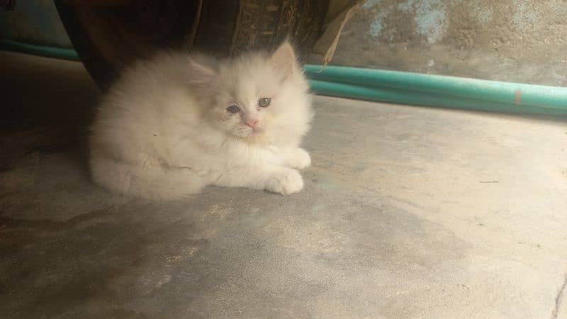 female kitten  for sale 0