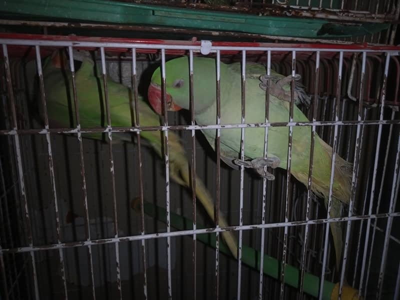 Talking Kashmiri Raw Parrot Pahari Parrot Whatsap or Call 03052704991 3