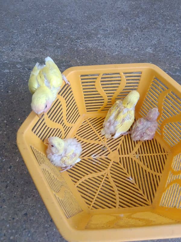 love birds chicks for hand tame 1