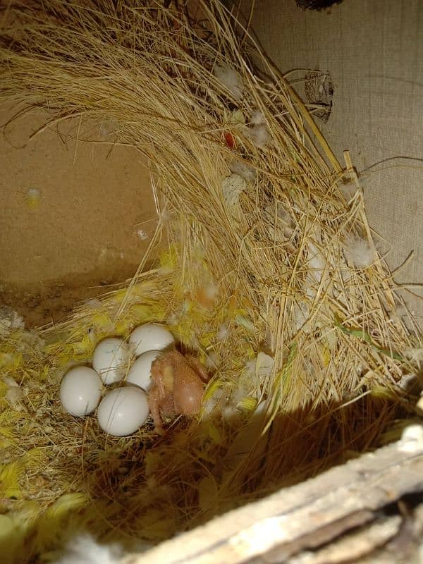 love birds chicks for hand tame 3