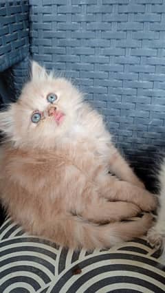 persian 4 kittens 03498769685 watsapp