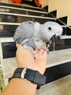 Grey Parrot Chick