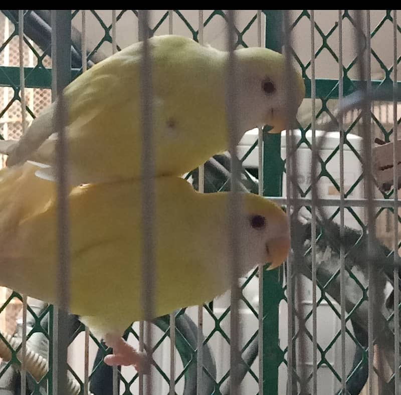 Cage wth lovebirds 1