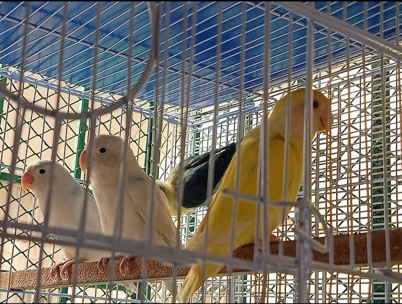 Cage wth lovebirds 2