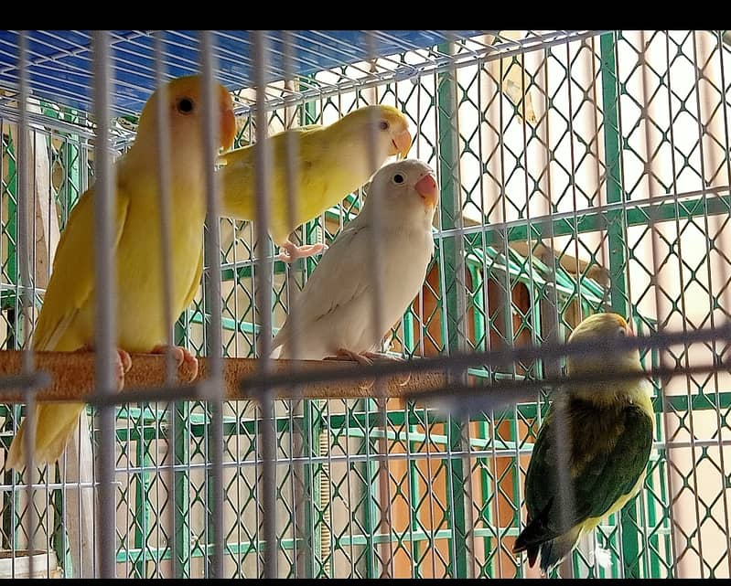 Cage wth lovebirds 3