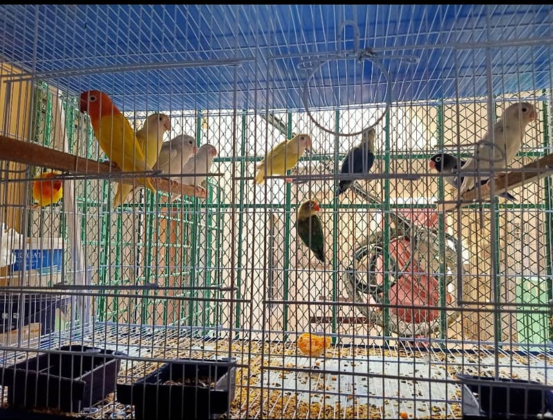 Cage wth lovebirds 4