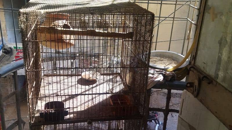 bird parrot cages 1