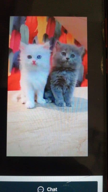 Persian cat for sale male or female03306597742 my WhatsApp 2