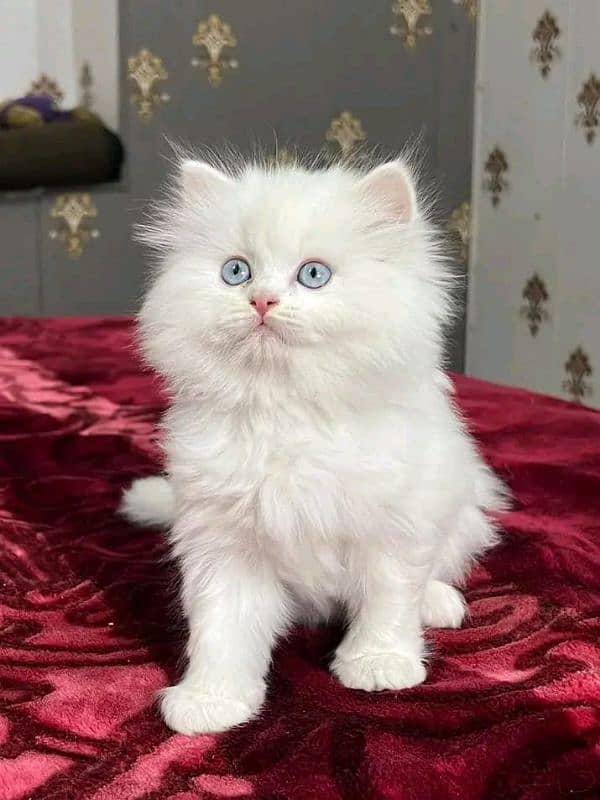 Parisian kitten healthy and active for sale 6