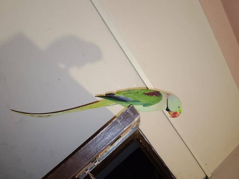 Raw parrot 0