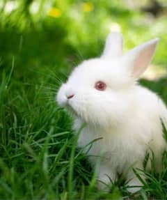 New Zealand breed baby rabbits