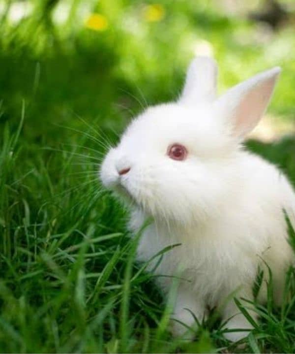 New Zealand breed baby rabbits 0