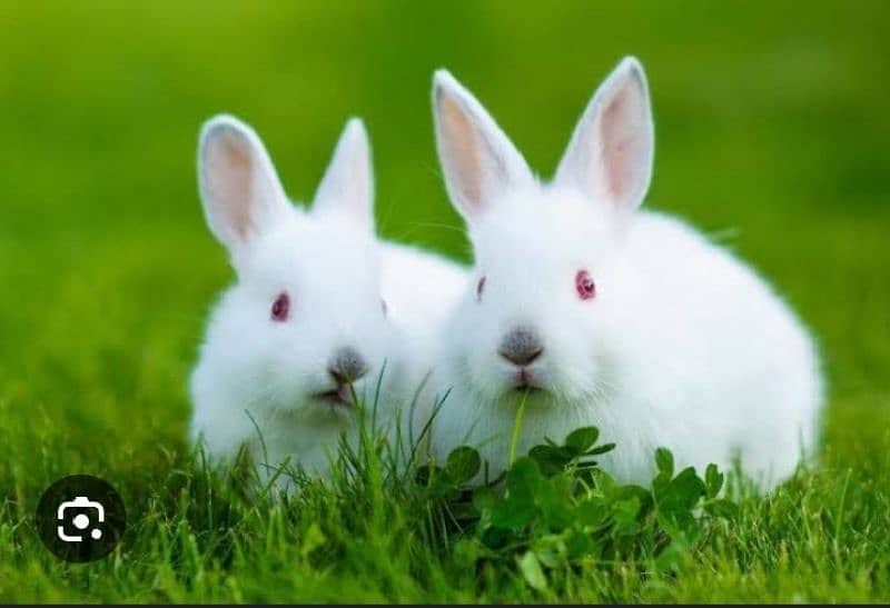 New Zealand breed baby rabbits 1