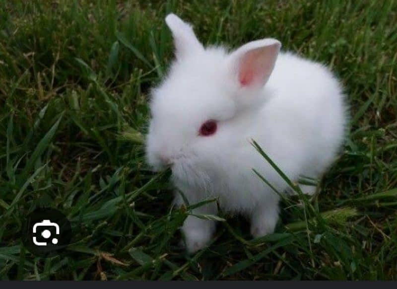 New Zealand breed baby rabbits 2