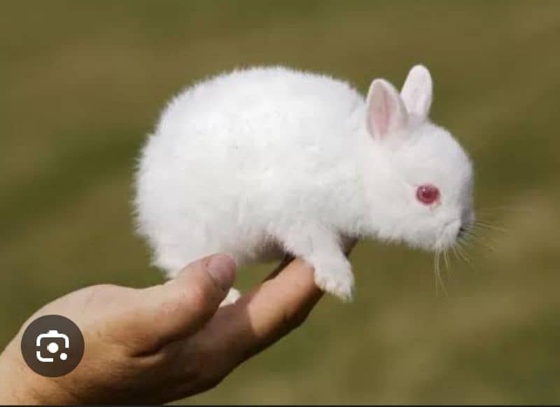 New Zealand breed baby rabbits 3