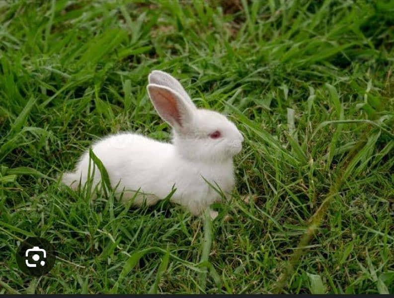 New Zealand breed baby rabbits 4