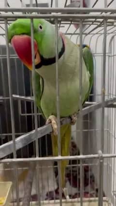 raw parrot healthy and active for sale