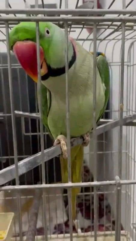 raw parrot healthy and active for sale 0