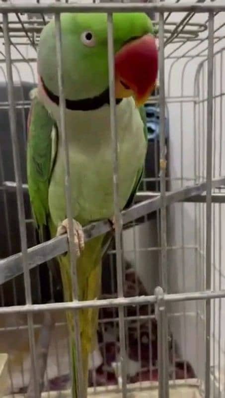 raw parrot healthy and active for sale 1