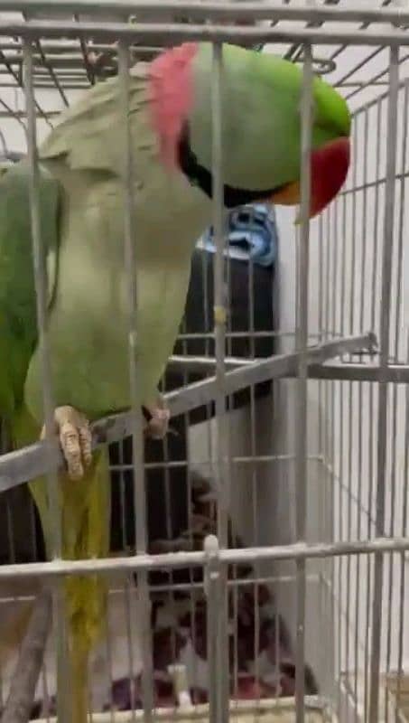 raw parrot healthy and active for sale 2