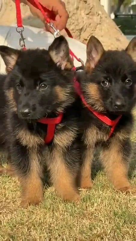 German shepherd puppies Double Coatmy WhatsApp number 03407291271 3