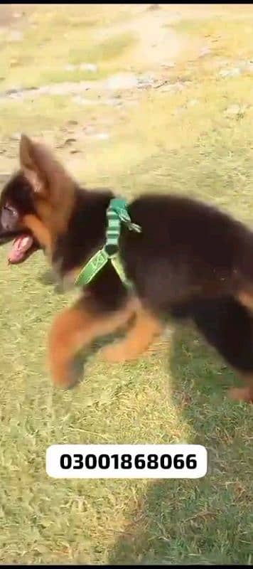 German shepherd puppies Double Coatmy WhatsApp number 03407291271 9