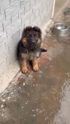 German shepherd puppies for sale