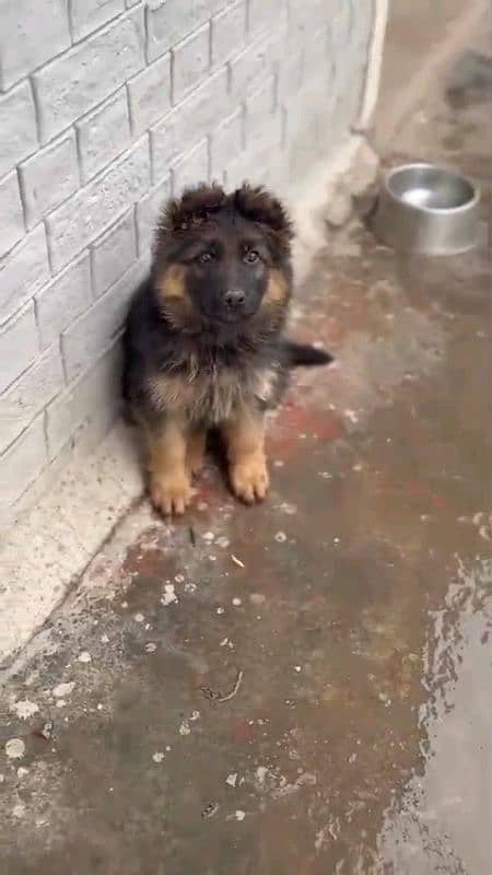 German shepherd puppies for sale 0